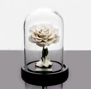 The Arabella Rose – Vintage White – Eternal Roses