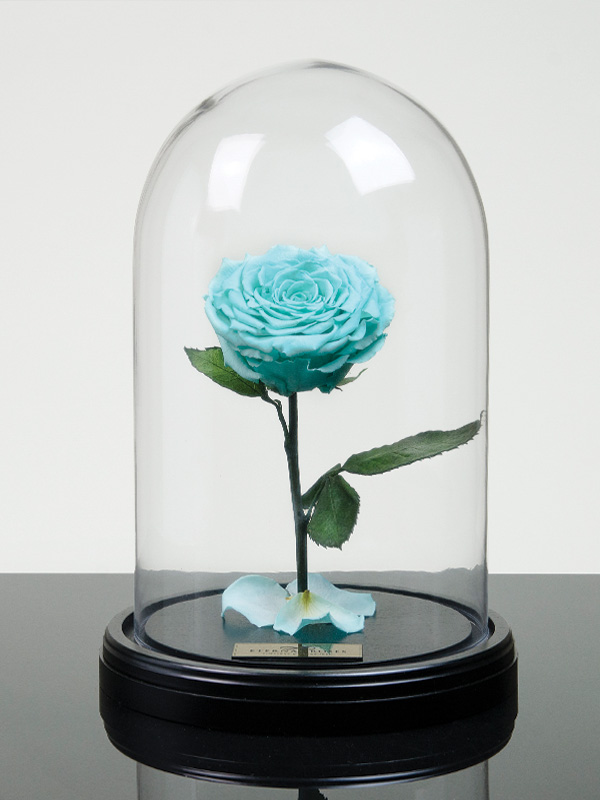 tiffany blue rose plant