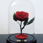 Enchanted Rose - Signature Collection
